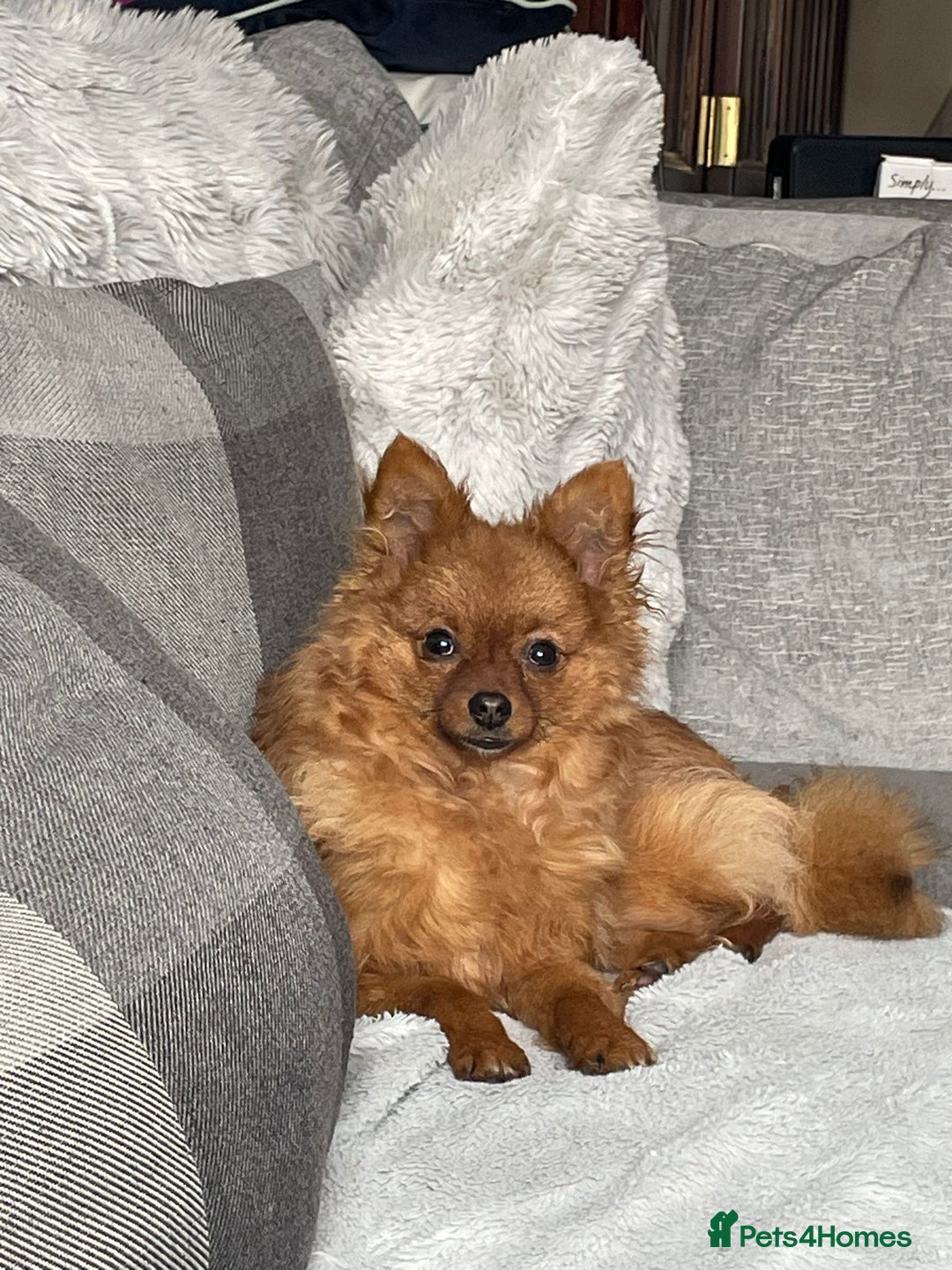 Pomeranian dogs for sale: Adorable 2 Year Old pomeranian  - Image 4
