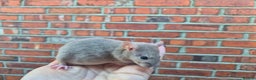 Rat rodents for sale: Male and female rats  - Advert 12