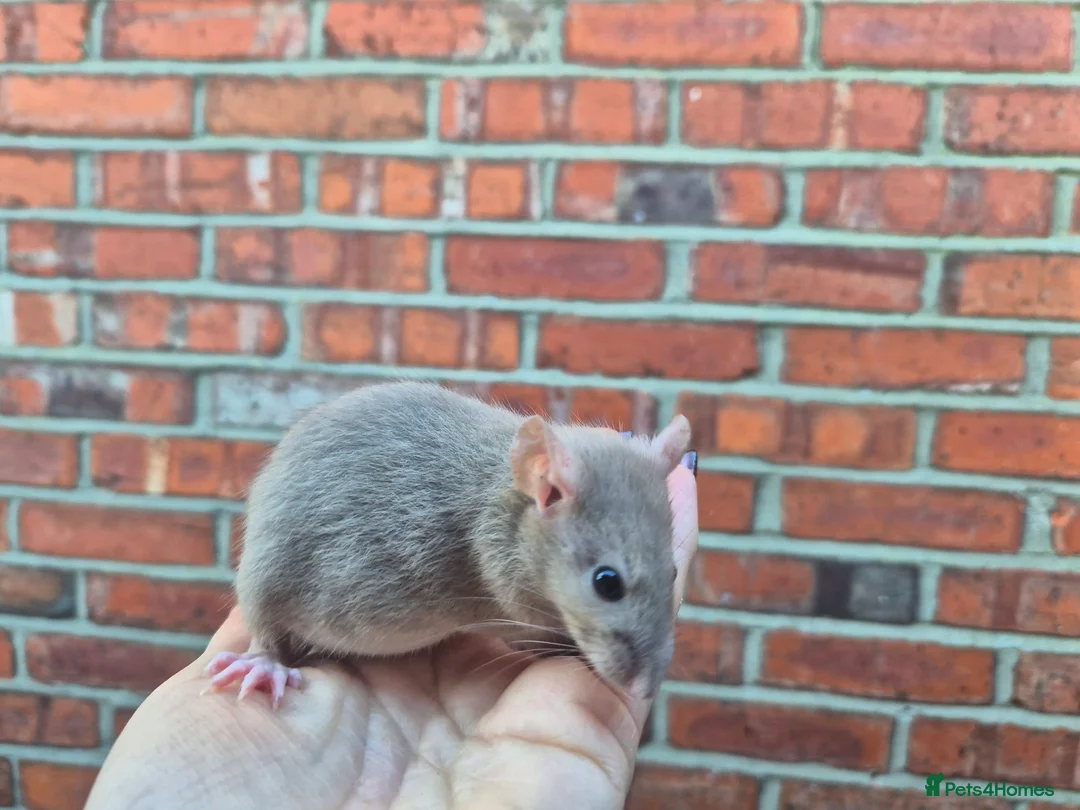 Rat rodents for sale: Male and female rats  - Advert 12