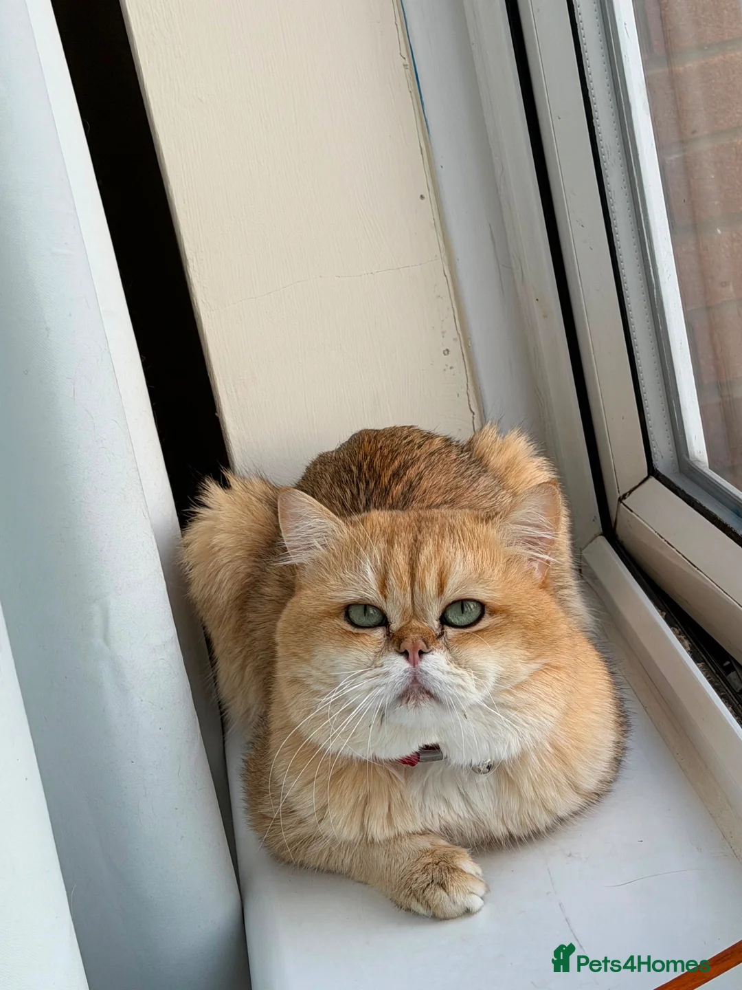 British Shorthair cats for stud: British Shorthair - Advert 2