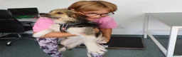 Mixed Breed dogs for adoption: BEN's Journey to Safety - Advert 13