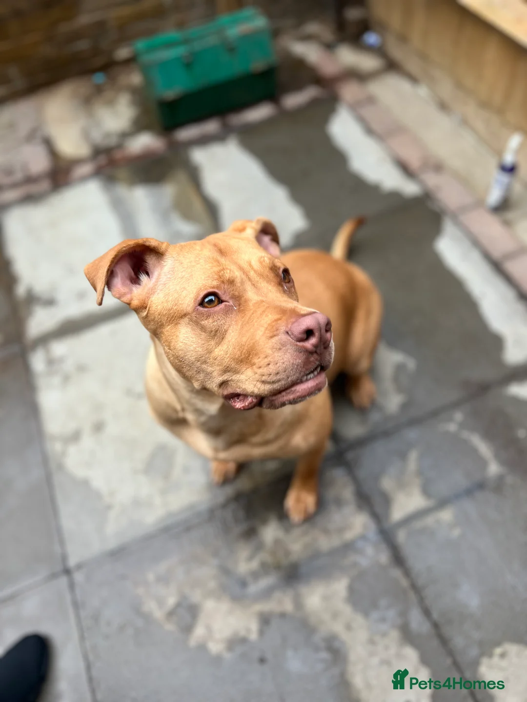 Mastiff dogs for sale: Bully mastiff for rehome - Advert 4