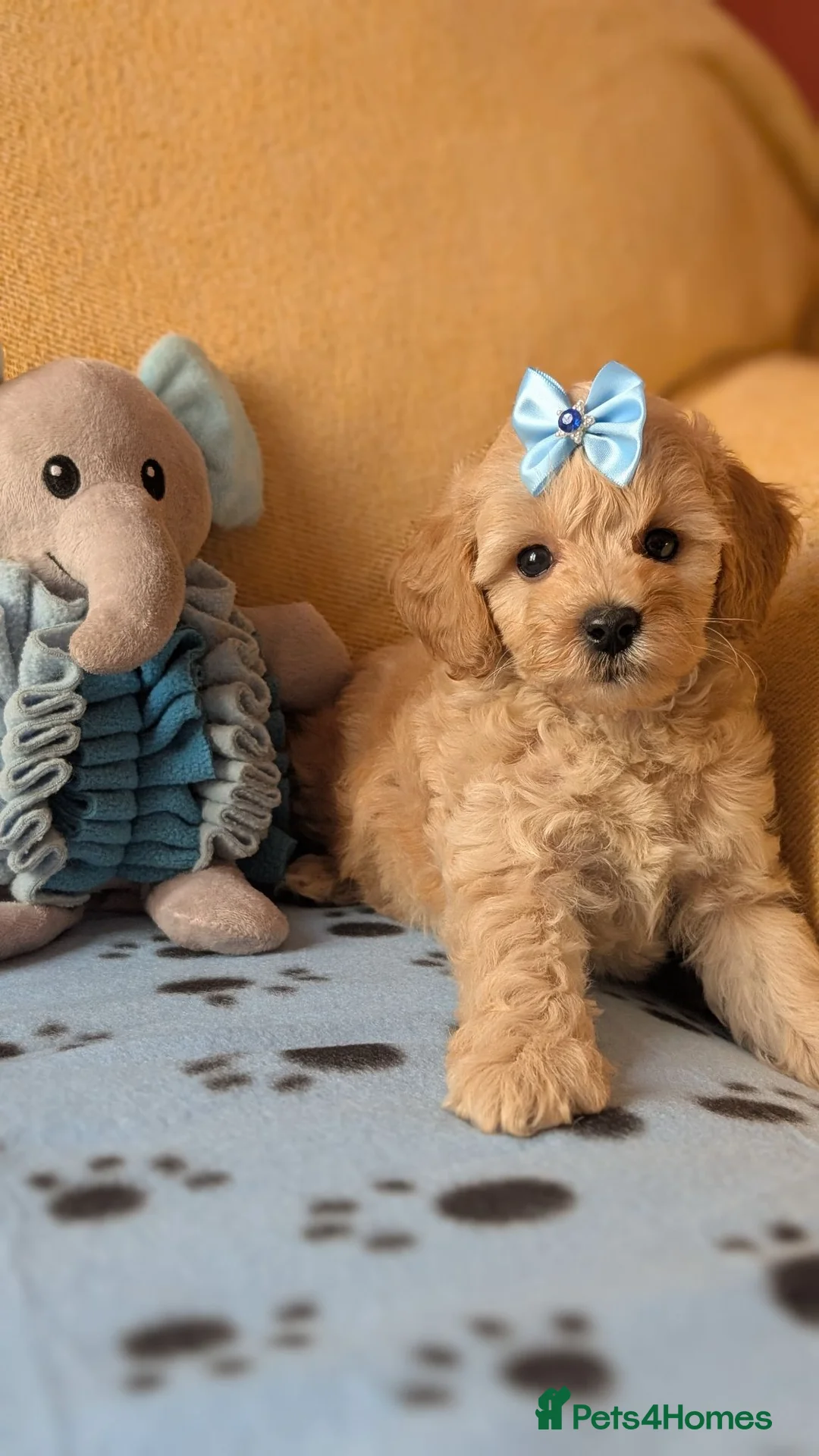Maltipoo dogs for sale: Stunning Toy Maltipoo Puppies  - Advert 2