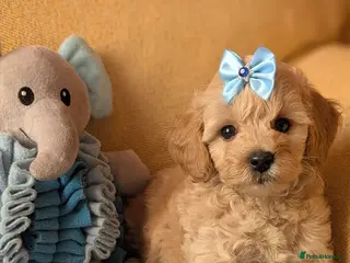 Maltipoo dogs Stunning Toy Maltipoo Puppies - Advert 8