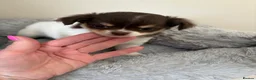 Chihuahua dogs for sale: Litter of tiny long haired chihuahuas - Advert 11