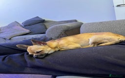 Chihuahua dogs for stud: Chihuahua Stud - Image 5