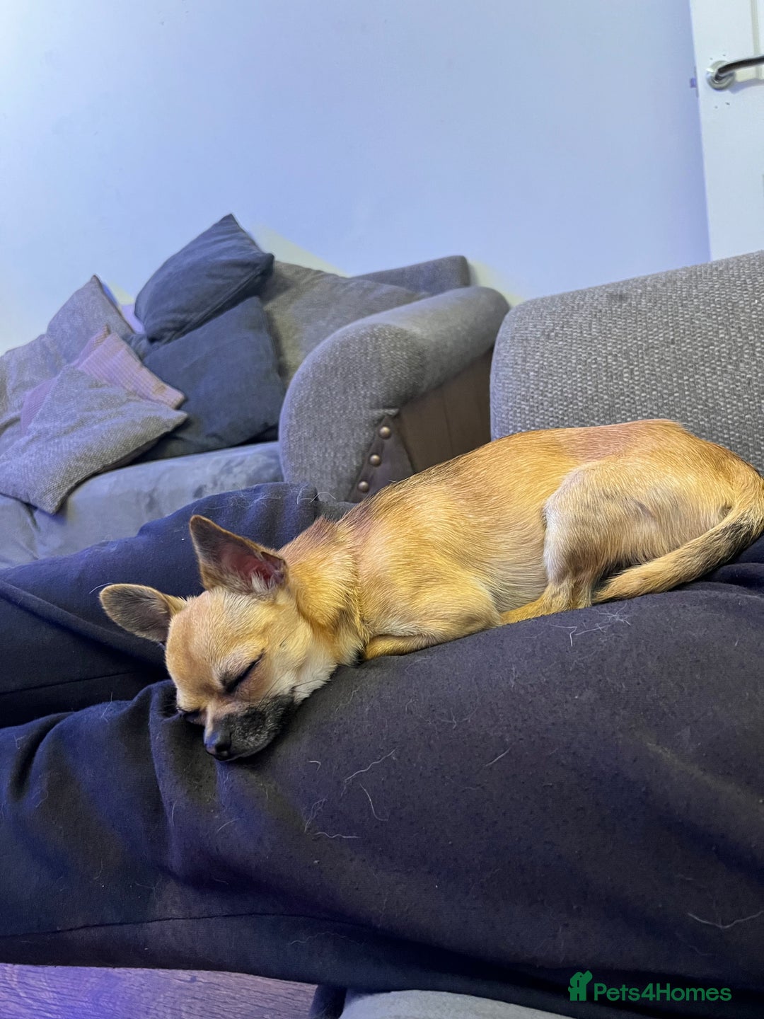 Chihuahua dogs for stud: Chihuahua Stud - Image 5