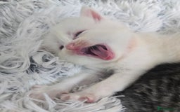 Persian cats for sale: Persian babies x - Image 14