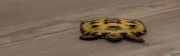 Tortoise reptiles for sale: Small Horse field Tortoise - Advert 3