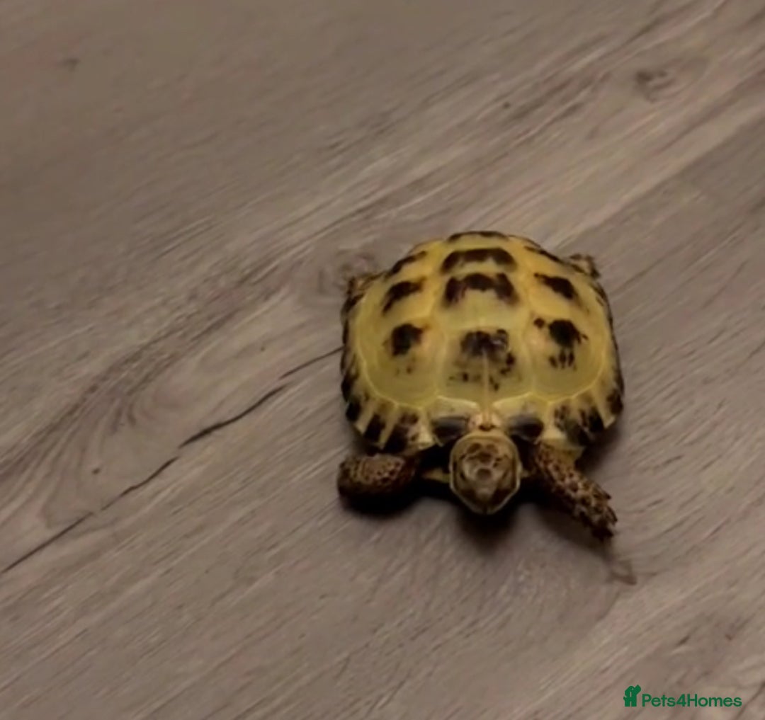 Tortoise reptiles for sale: Small Horse field Tortoise - Advert 3