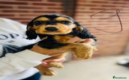 Cocker Spaniel dogs for sale: Full Cocker Spaniels Puppies  - Image 33