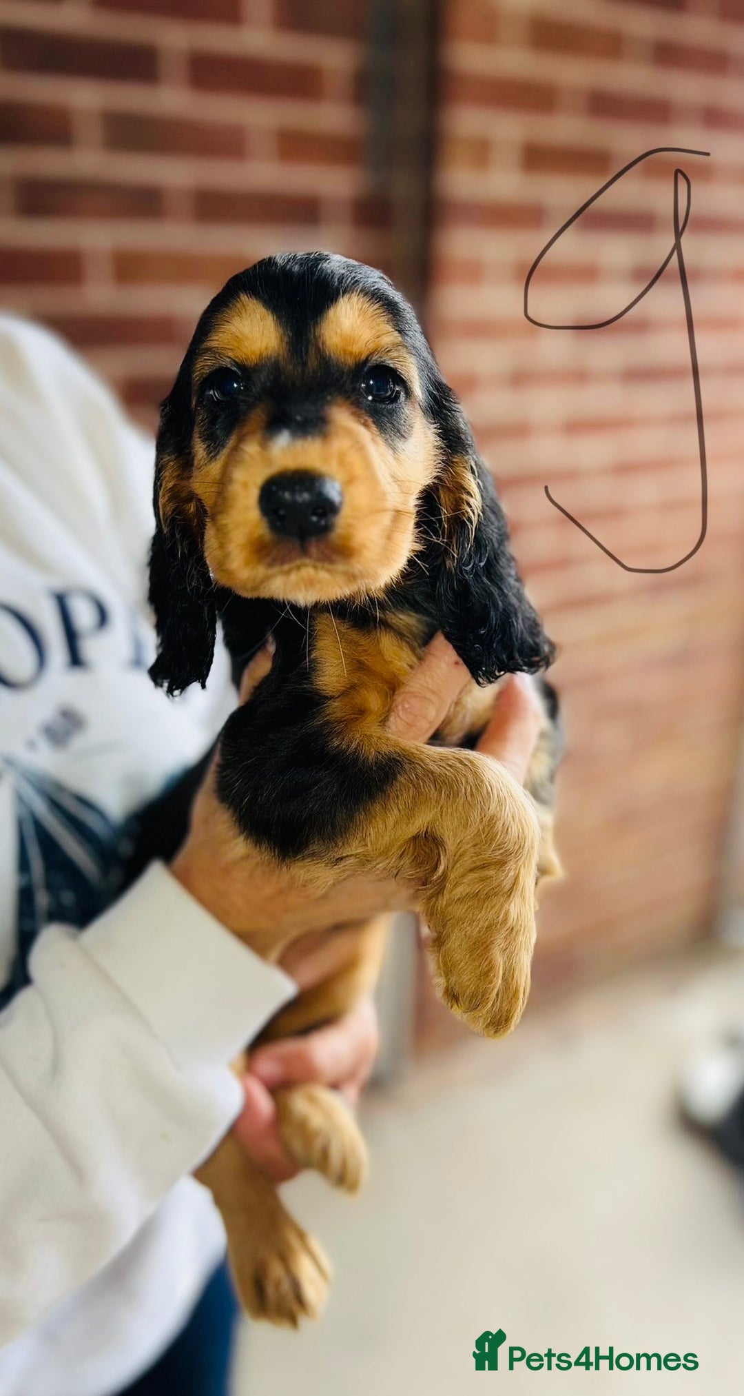 Cocker Spaniel dogs for sale: Full Cocker Spaniels Puppies  - Image 33
