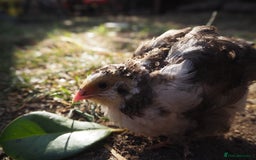 Mixed Breed birds for sale: Jumbo Coturnix Quail Mix Of Colours - Image 14