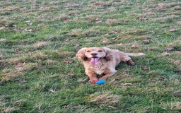 Cocker Spaniel dogs for stud: PROVEN STUD DOG HEALTH TESTED in Ingatestone - Image 2