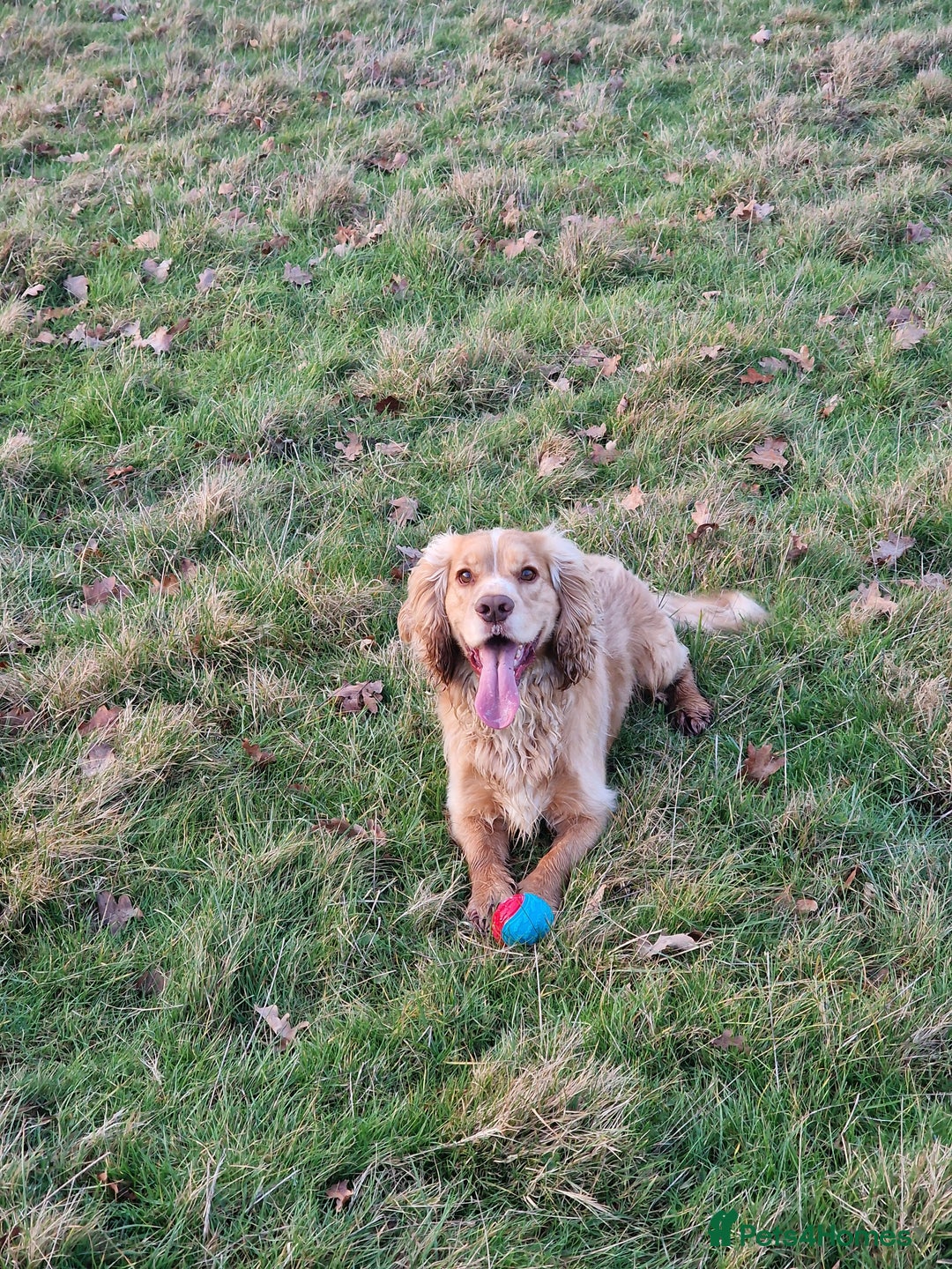 Cocker Spaniel dogs for stud: PROVEN STUD DOG HEALTH TESTED in Ingatestone - Image 2