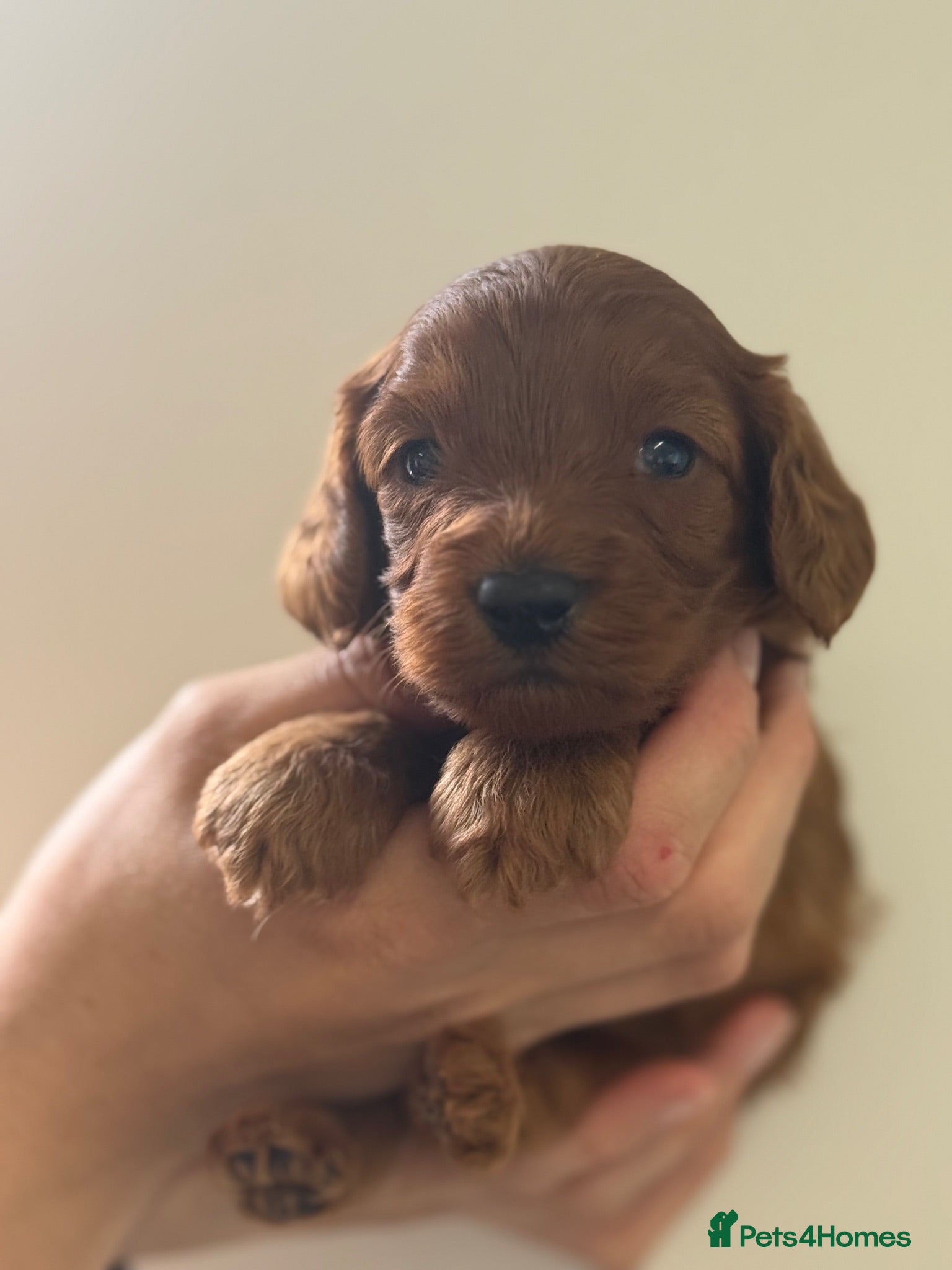 Cavapoo dogs Stunning deep dark red F1 Cavapoo’s - Advert 2