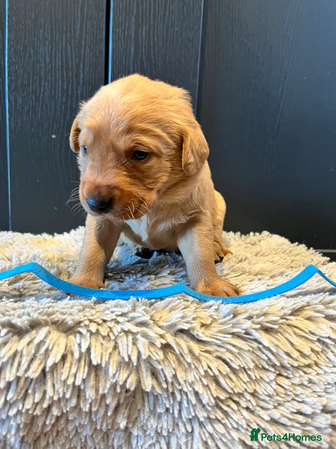 Labrador Retriever dogs for sale:  Fox red Labrador pups for sale, KC registered - Advert 26