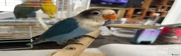 Lovebirds birds for sale: Lovebirds for Sale - Advert 4