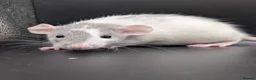 Rat rodents for sale: Baby Rats for homes in Durham - Advert 11