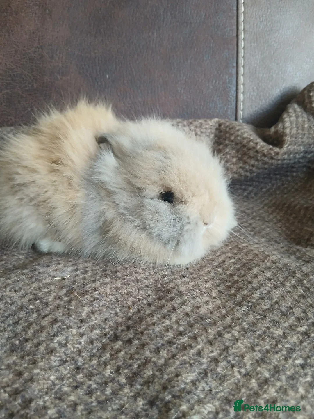 Lionhead rabbits for sale: Pure bred lionhead rabbits  - Advert 2