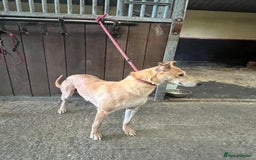 Lurcher dogs for sale: Lurcher Puppies For Sale - Image 7
