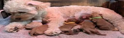 Cavapoo dogs for sale: Health tested red cavapoo puppies - Advert 3