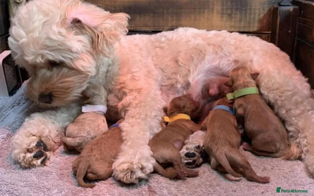 Cavapoo dogs for sale: Health tested red cavapoo puppies - Advert 3