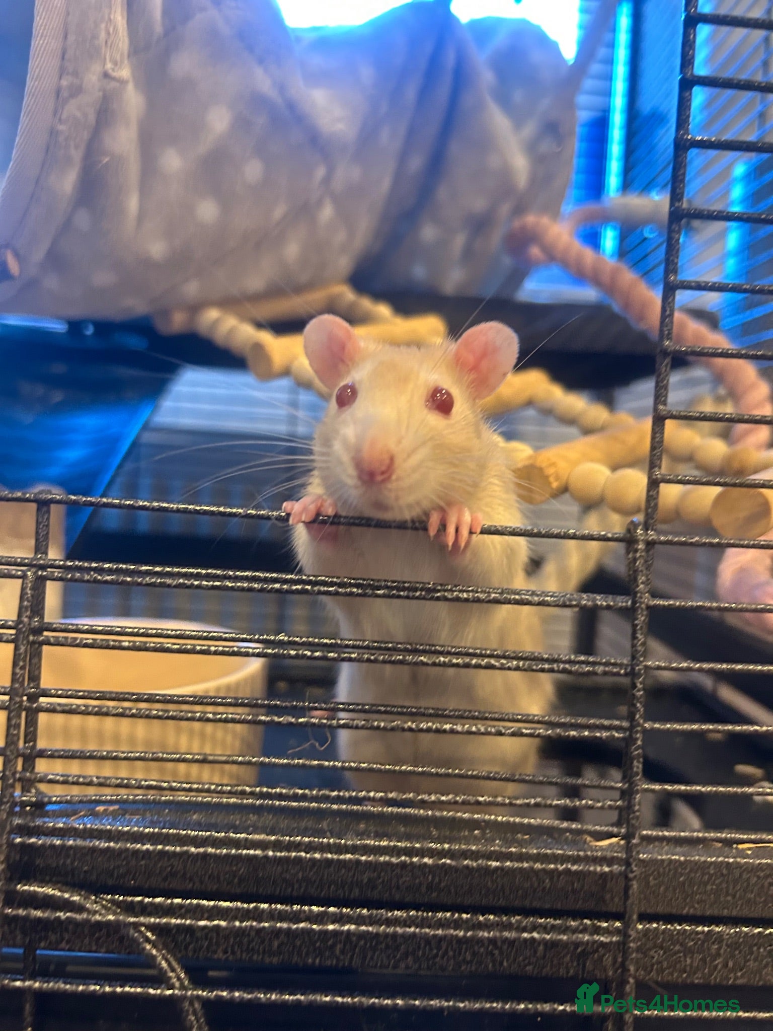 Rat rodents Two young male rats and cage for sale  - Advert 1