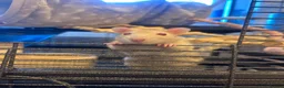 Rat rodents for sale: Two young male rats and cage for sale  - Advert 1