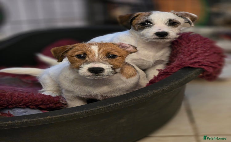 Jack Russell dogs KC registered Rough Coated Jack Russell Puppies  - Advert 4