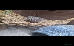 Leopard Gecko reptiles for sale: 5 year old male leopard gecko  - Image 11