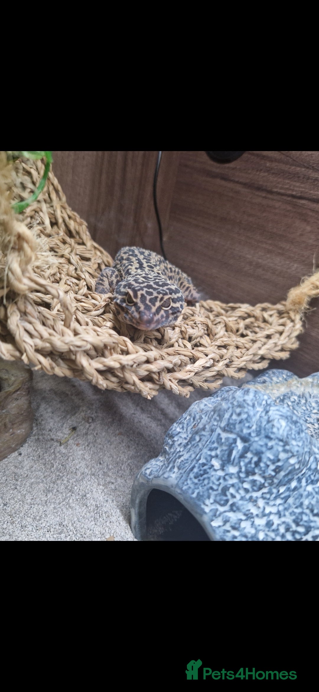 Leopard Gecko reptiles for sale: 5 year old male leopard gecko  - Image 11