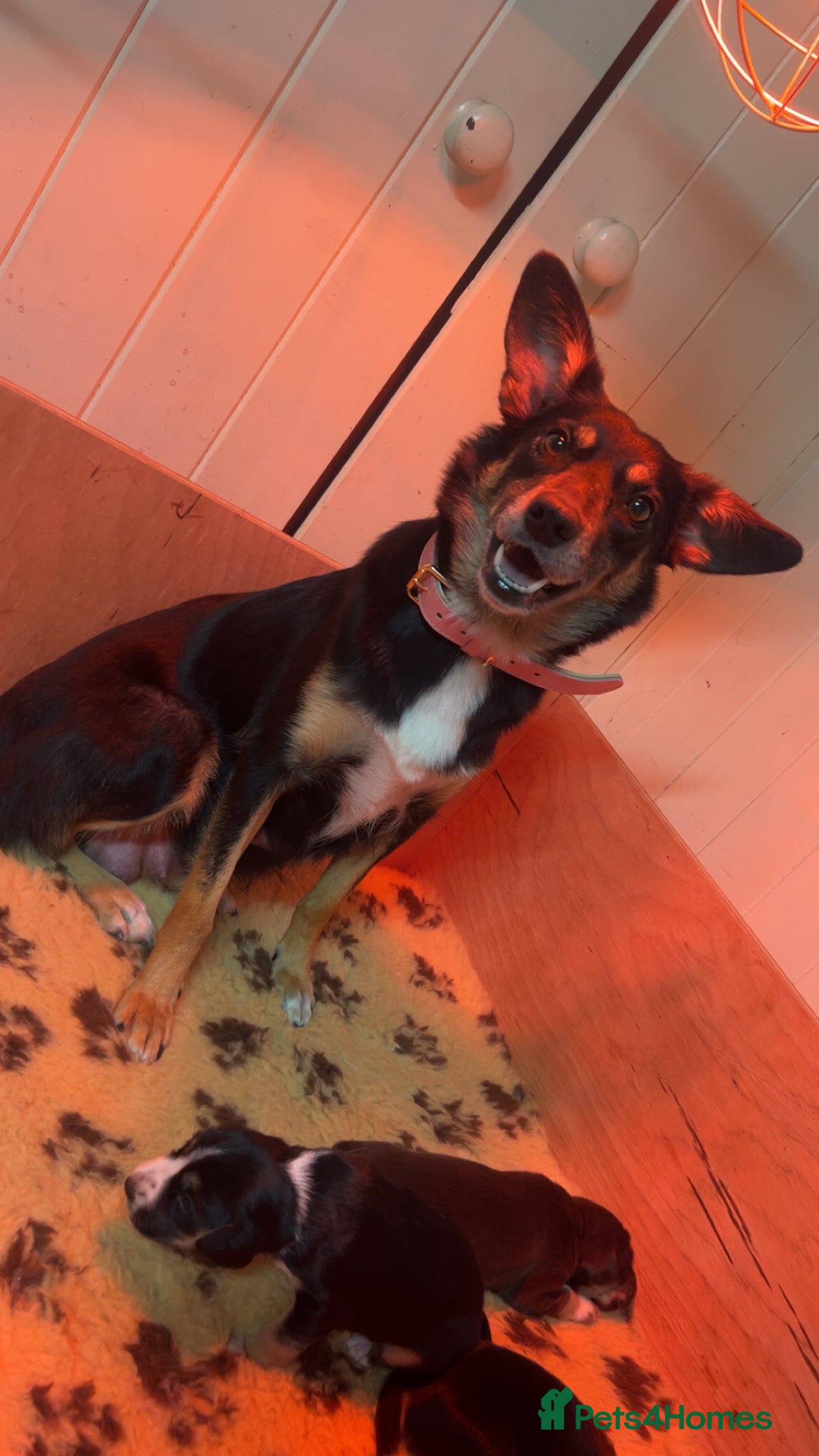 Mixed Breed dogs Australian Kelpie/Cocker Spaniel Puppies  - Advert 3