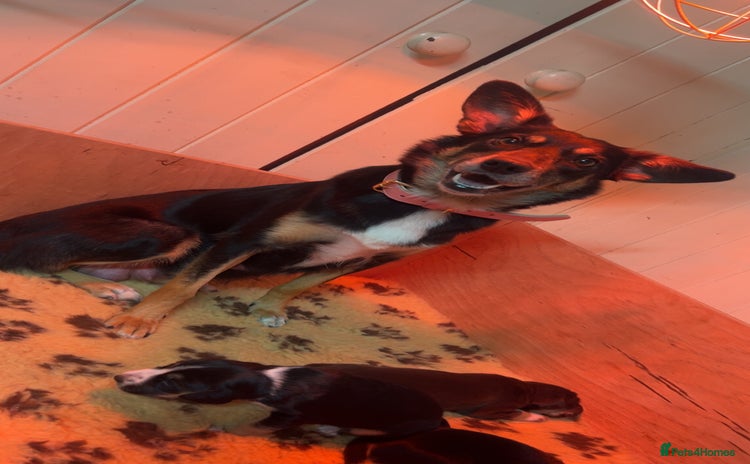 Mixed Breed dogs Australian Kelpie/Cocker Spaniel Puppies  - Advert 1