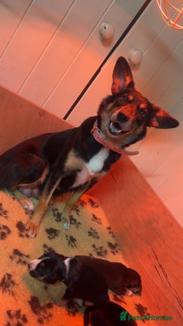 Mixed Breed dogs Australian Kelpie/Cocker Spaniel Puppies - Advert 1