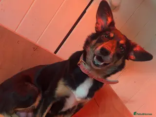 Mixed Breed dogs Australian Kelpie/Cocker Spaniel Puppies - Advert 2