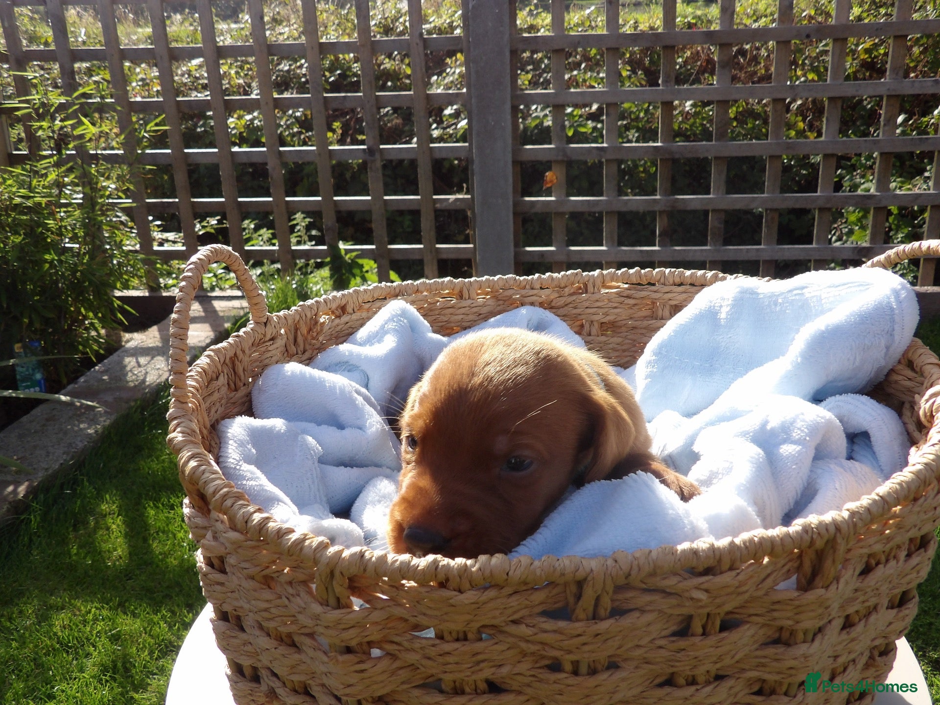 Labrador Retriever dogs Dark Fox Red Labrador Puppies – Exceptional Lines - Advert 2