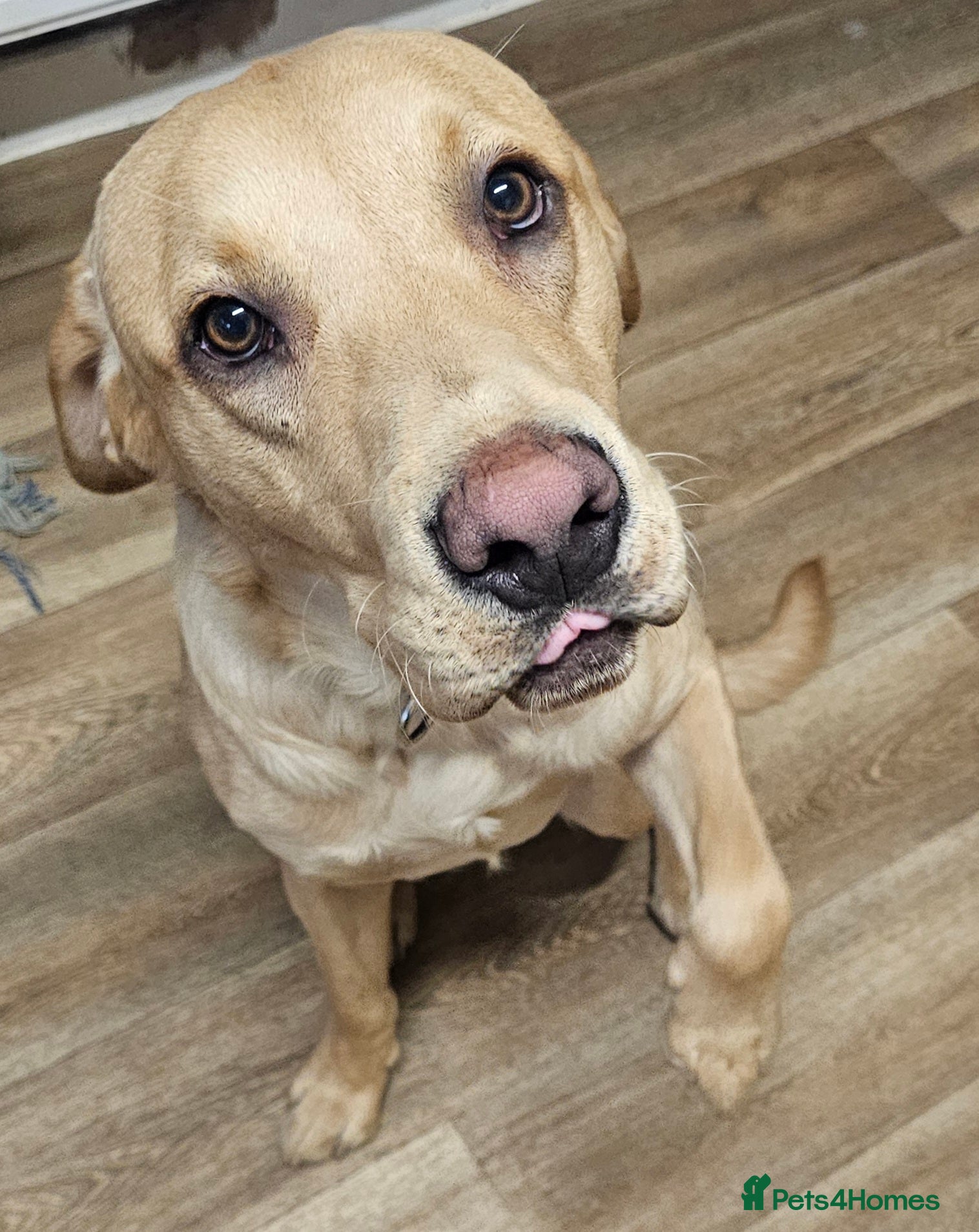 Labrador Retriever dogs Labrador - Advert 1