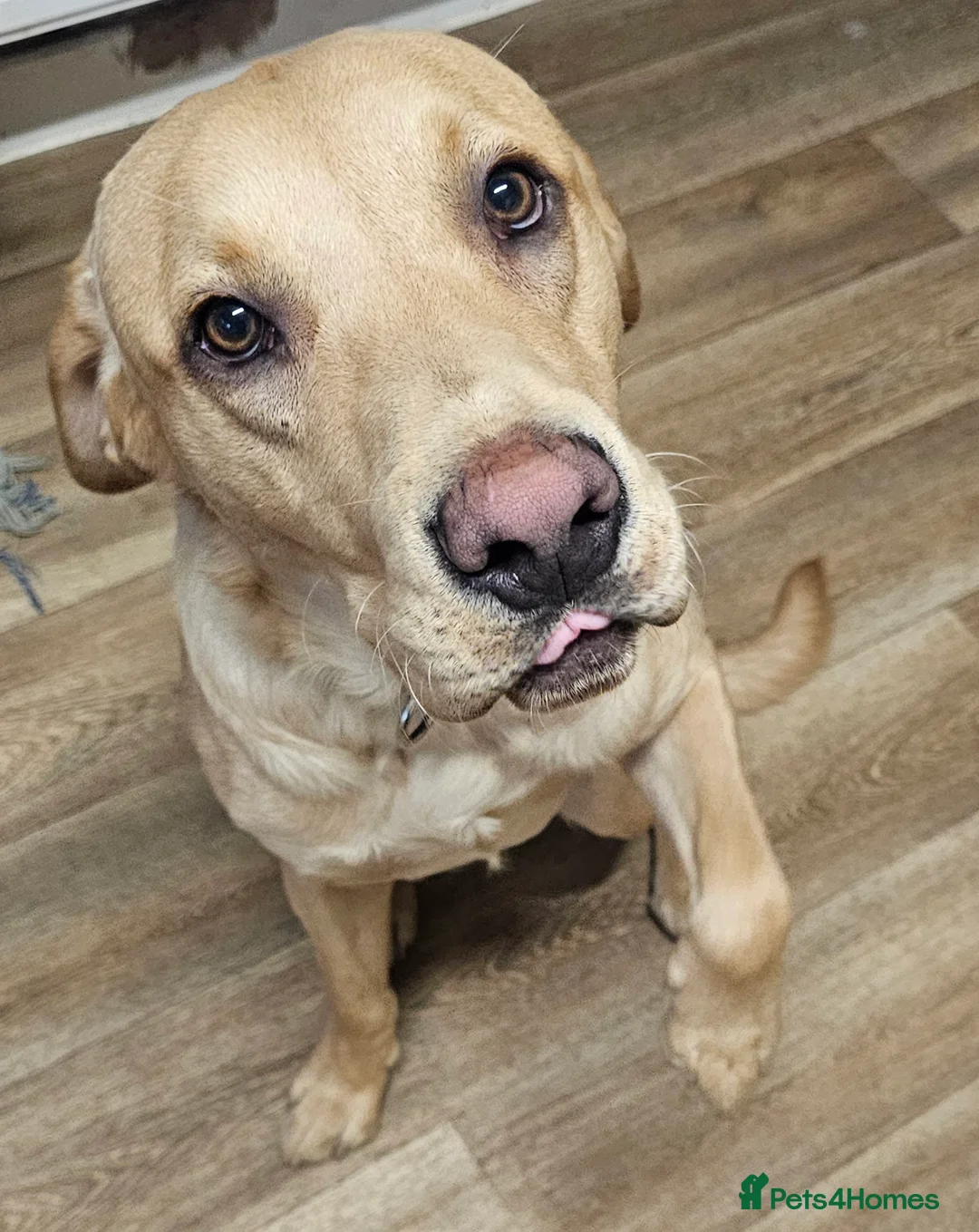 Labrador Retriever dogs for sale: Labrador - Advert 1