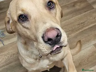 Labrador Retriever dogs Labrador - Advert 13