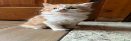 British Longhair cats for sale: Kittens in Romford - Advert 13