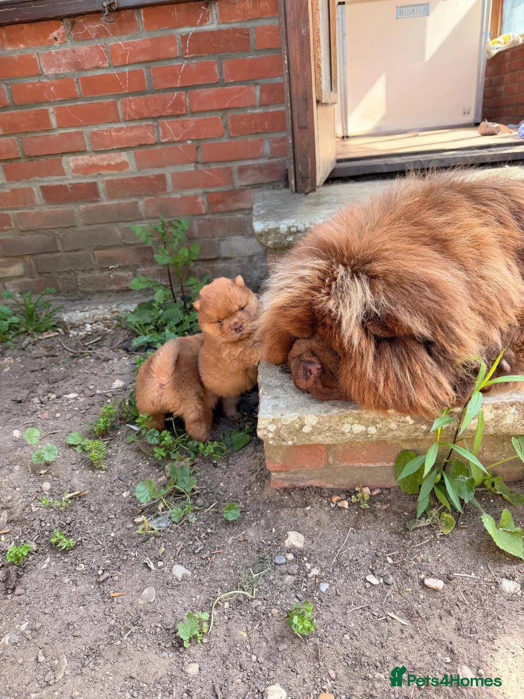 Chow Chow dogs for sale: Beautiful Babies nearly ready to leave - Advert 2