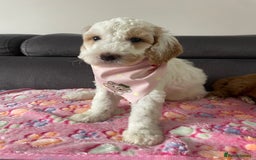 Australian Labradoodle dogs for sale: Australian Labradoodle Puppies – Ready Now🐶 - Image 31