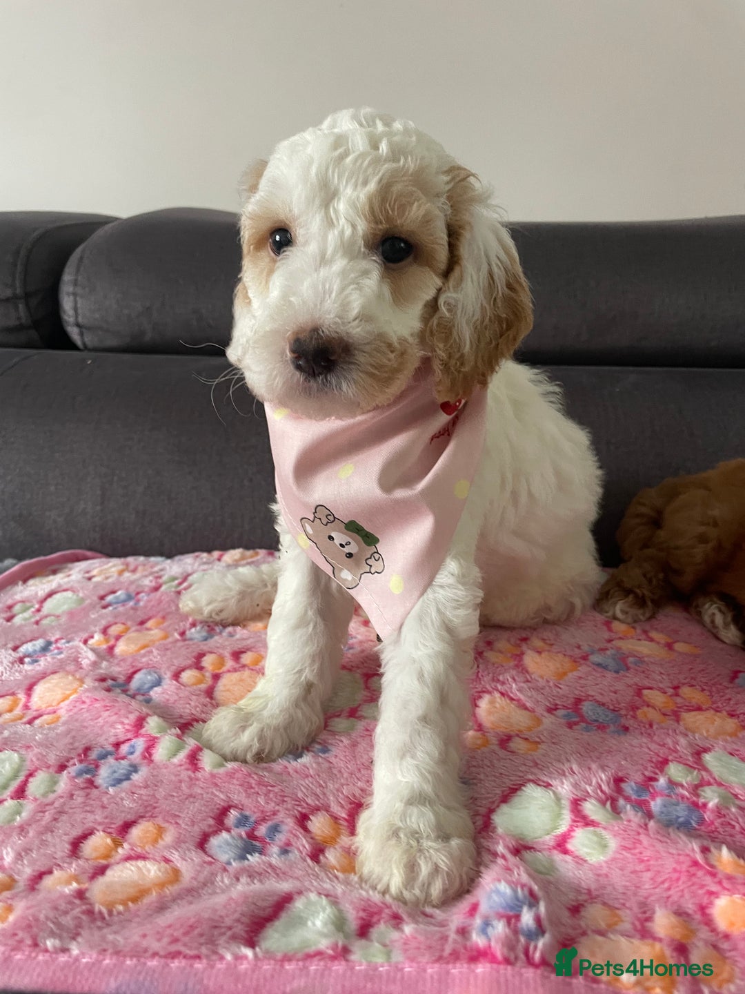 Australian Labradoodle dogs for sale: Australian Labradoodle Puppies – Ready Now🐶 - Image 31