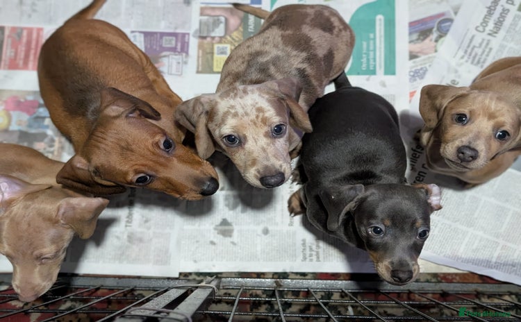 Dachshund dogs - Advert 15