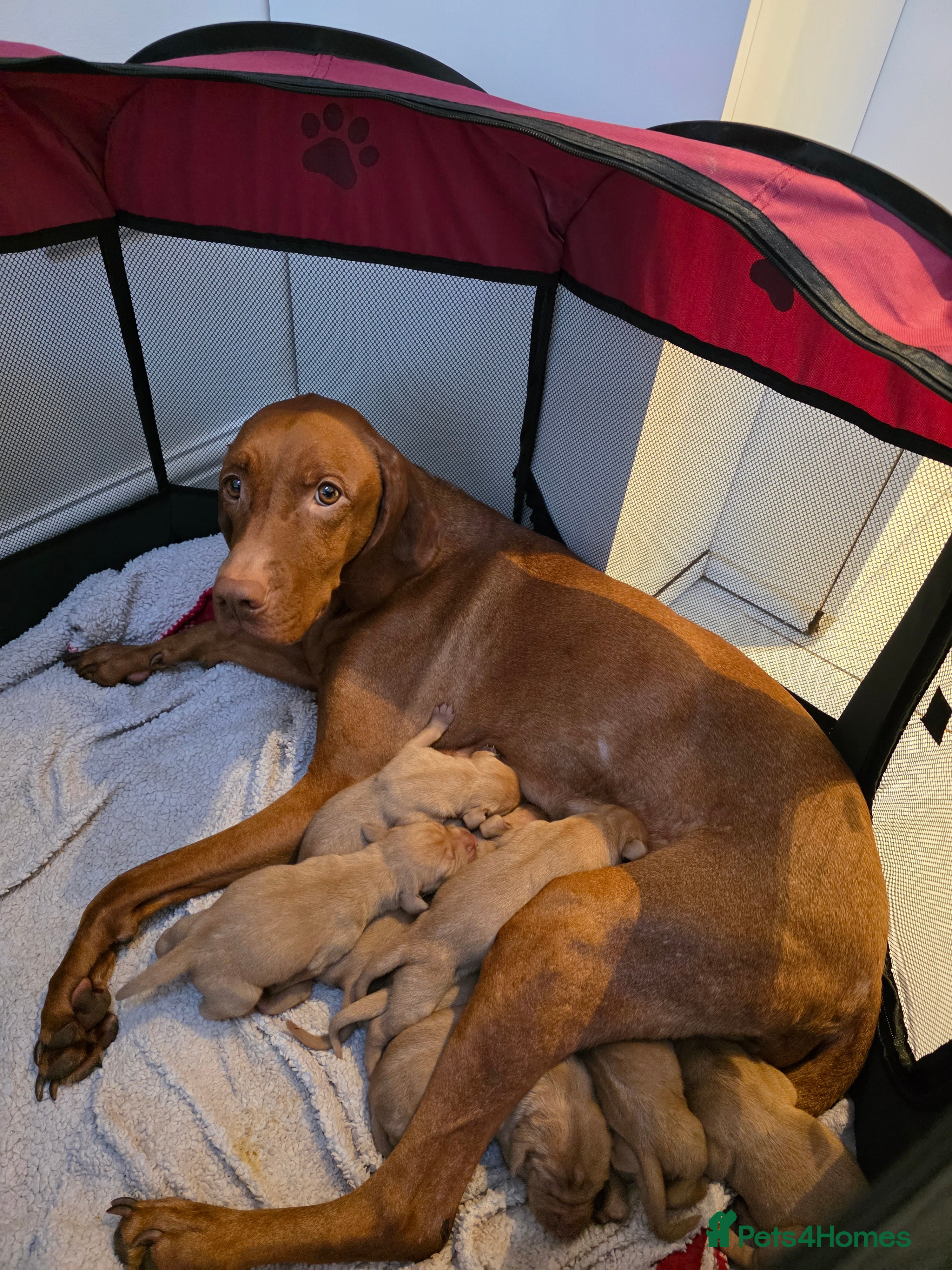 Hungarian Vizsla dogs Hungarian Vizsla Puppies Looking forForever Homes! in London - Advert 4