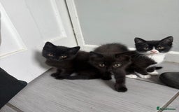 British Shorthair cats for sale: 4 x beautiful kittens available  - Image 1