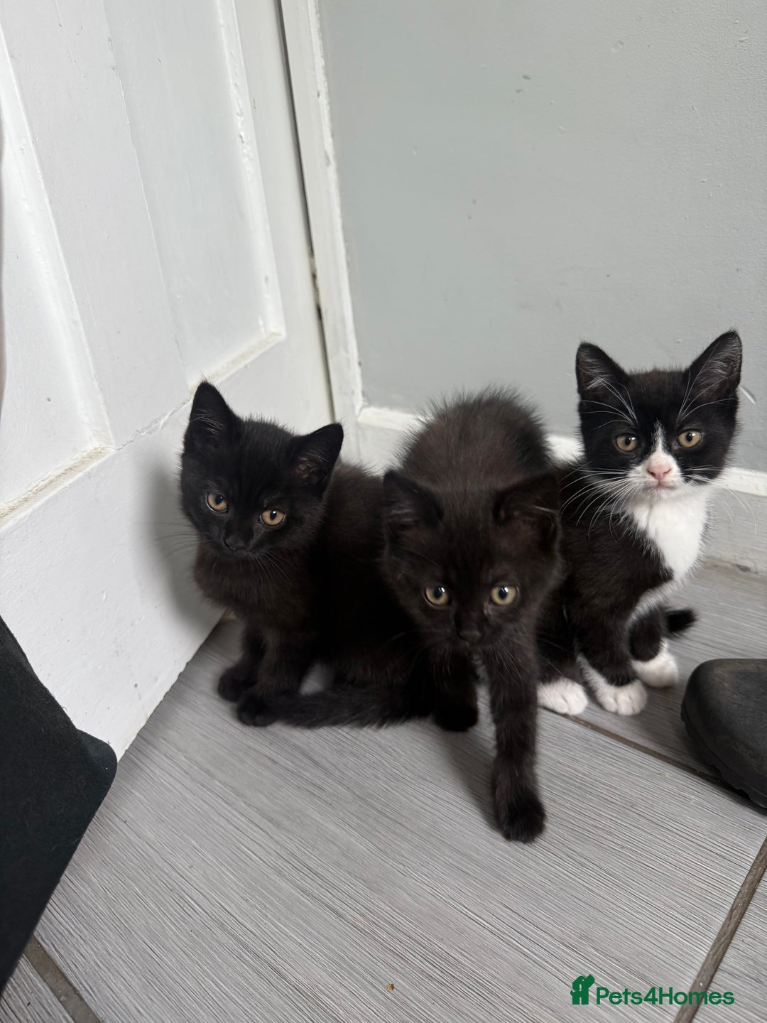 British Shorthair cats for sale: 4 x beautiful kittens available  - Image 1