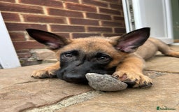 Mixed Breed dogs for sale: Czech shepherd x Belgium malinois - Image 24