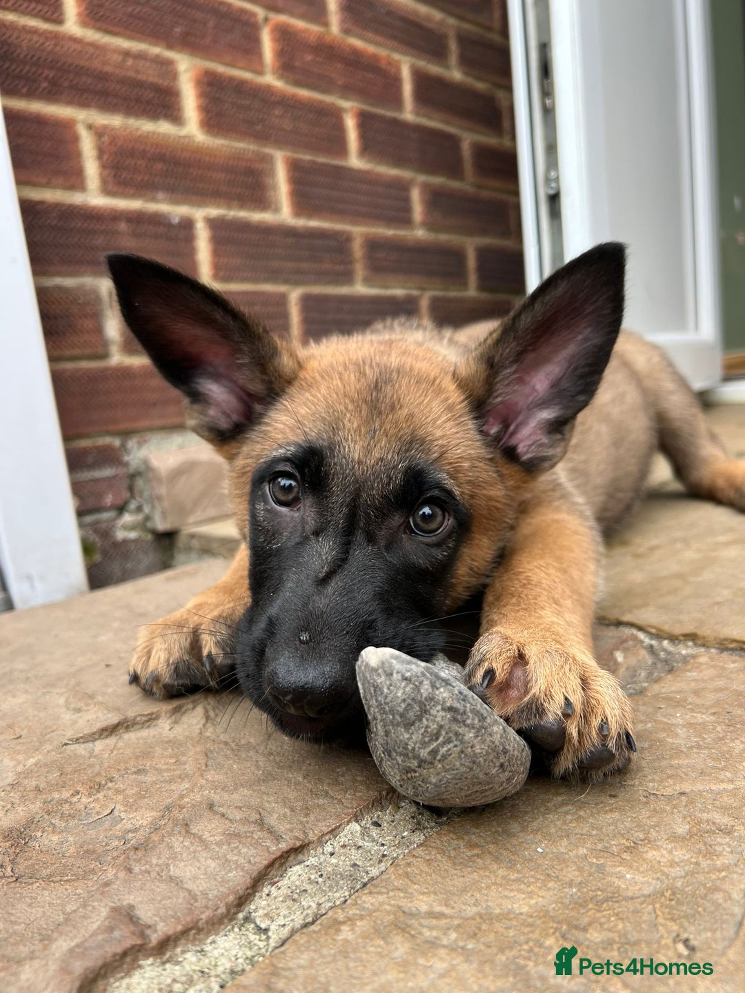 Mixed Breed dogs for sale: Czech shepherd x Belgium malinois - Image 24